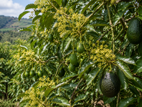 Producción de aguacate en Ecuador: impacto de la floración continua