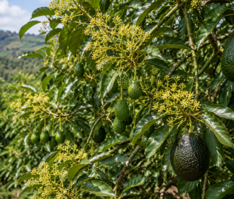 Avocado production in Ecuador: impact of continuous flowering