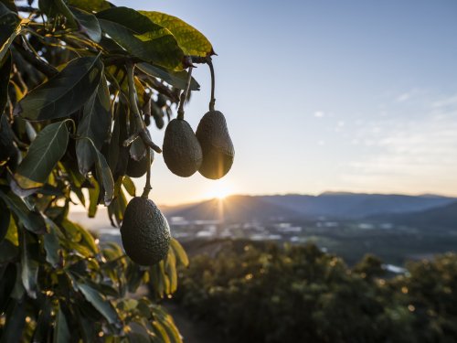 Chilean avocados promote pioneering study that measures biodiversity and CO2 in crops