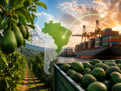 Aguacate de Brasil en Europa: récord histórico de envíos 2026
