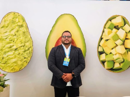 Dominican Republic accelerates Hass avocado exports