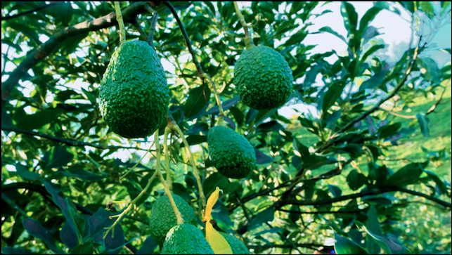 Equipo técnico y agrícola evaluando la consistencia y calidad del cultivo de aguacate en un campo de Arba Colombia.