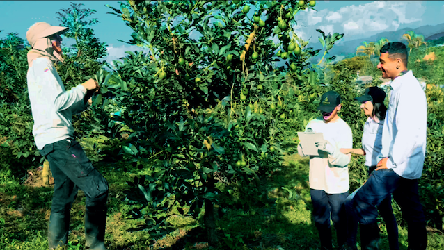 Primer plano de aguacates Hass en el árbol listos para su cosecha programada en Colombia.