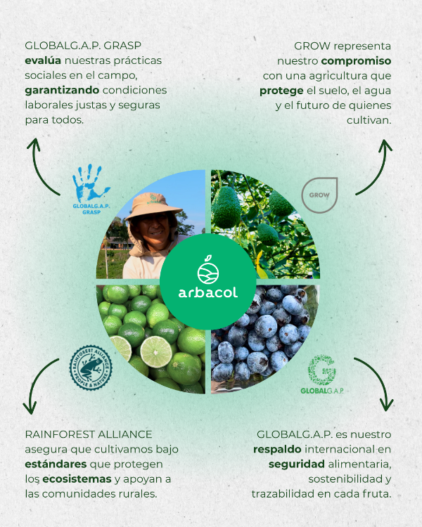Infografía de Arbacol que detalla las certificaciones exigidas por Europa: GLOBALG.A.P. GRASP, Rainforest Alliance y GROW.