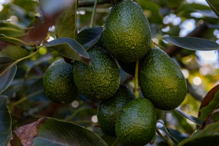 Primer plano de racimos de palta Hass de Baika en el árbol listos para la cosecha en Chile.