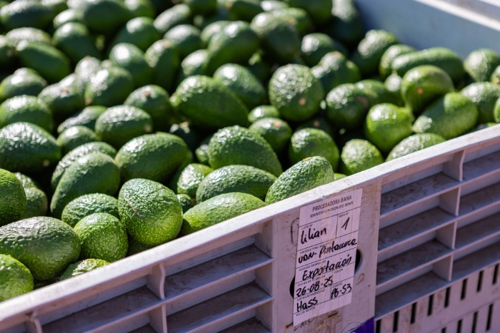 Bins de Baika llenos de palta Hass fresca en la planta de empaque.