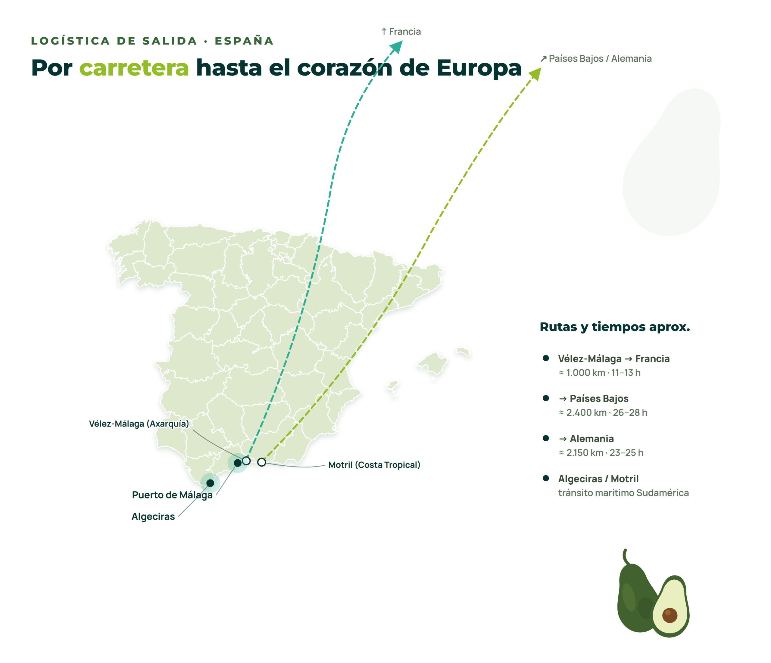 Logística de salida del aguacate España 