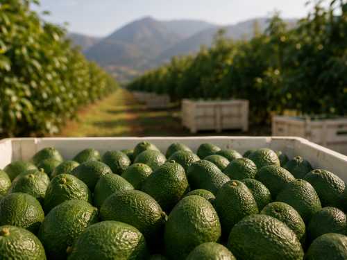 Peruvian avocado: July puts the season to the test