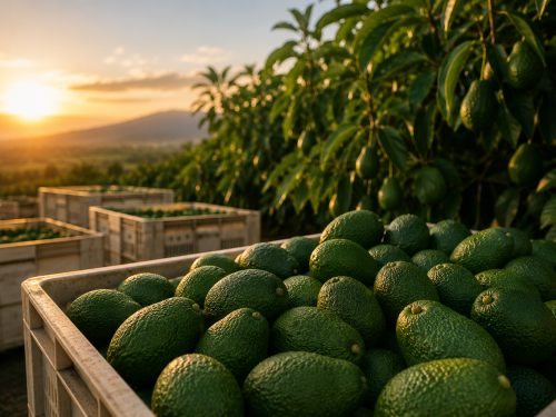 Avocado from Jalisco strengthens its position in Canada