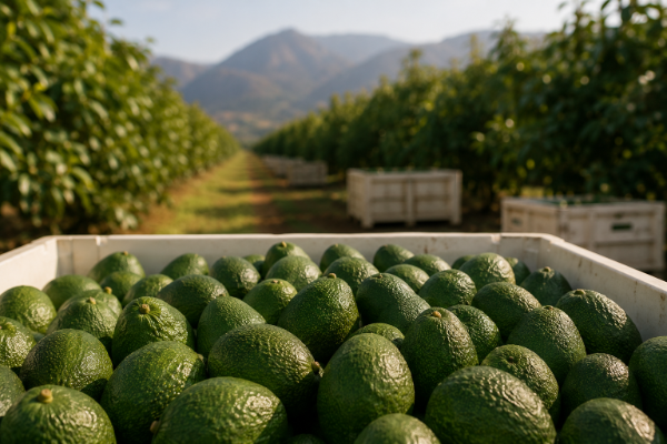 Harvesting Peruvian Hass avocados in agricultural bins during the July export season.