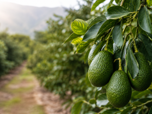 Mexico begins season with a gradual supply and stable sizes