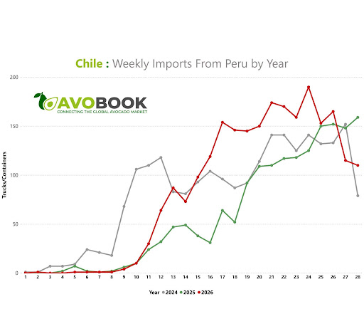 Gráfico comparativo de envíos semanales de contenedores de aguacate de Perú a Chile entre 2024 y 2026.