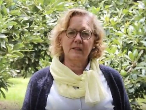 Transparency can transform the avocado market