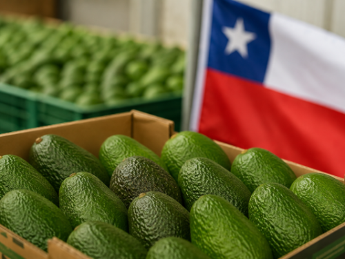 Chile reaches record imports of Peruvian avocados