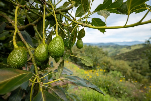 Detail of Hass avocados on the tree on a farm certified with sustainable agriculture.
