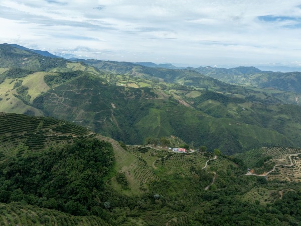 Aerial view of the Villablanca farm of Baika Colombia with Hass avocado cultivation and protected forests.