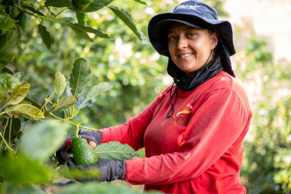 Female worker harvesting Hass avocados using good agricultural practices in Baika, Colombia.
