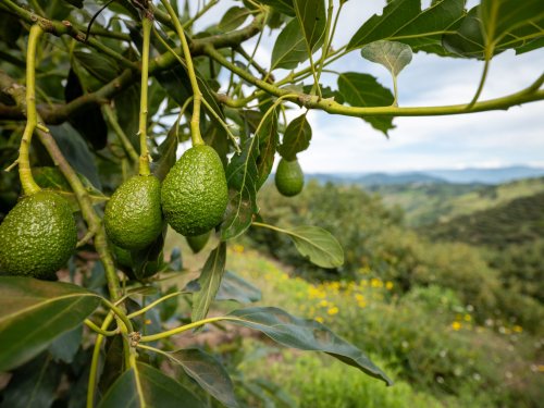 Baika obtains historic SCS Sustainably Grown certification