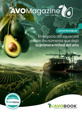 AvoMagazine 6ª Edición