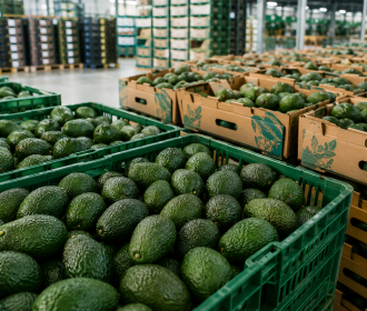 European avocado market during the first half of 2026