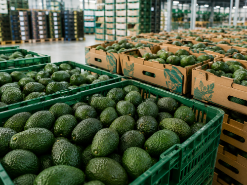 European avocado market during the first half of 2026
