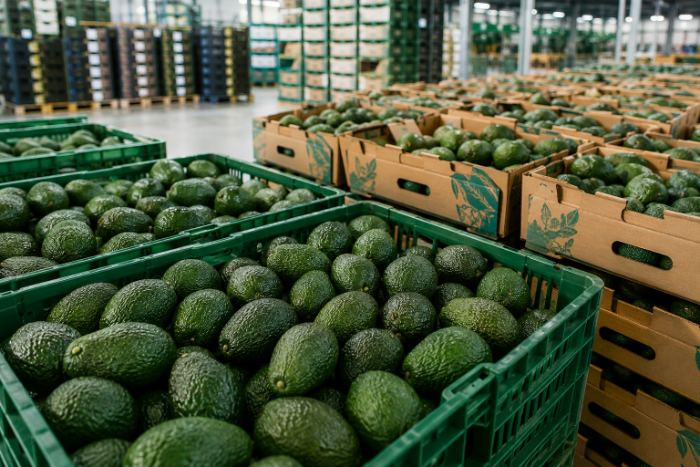 Plastic and cardboard boxes with fresh Hass avocados at a packing and distribution plant.