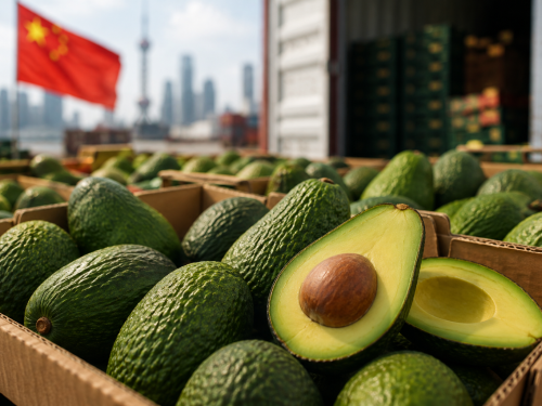 China recibe menos aguacate en agosto a la espera de nuevos orígenes