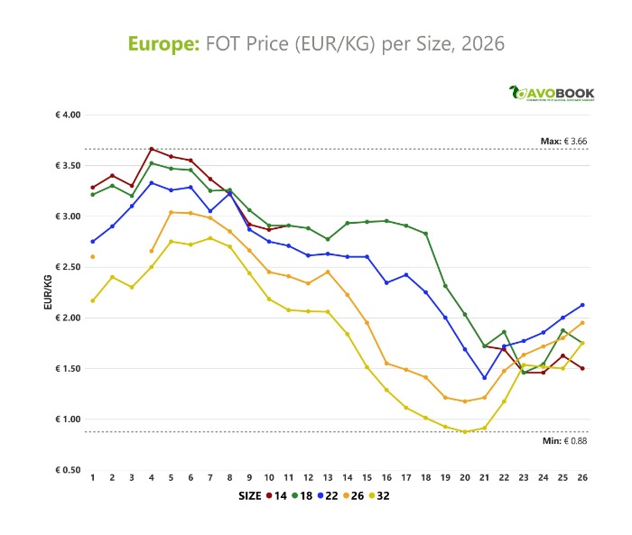 Gráfico de precios FOT de aguacate en Europa por calibre en 2026.