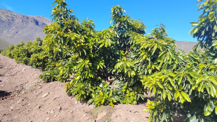 Detalle del follaje vigoroso y estructura vegetativa de un árbol de palto Hass sobre patrón clonal Dusa en Chile.