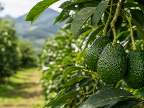 Aguacate orgánico en Perú: un nicho que busca escalar entre el diferencial de precio y el desafío de la productividad