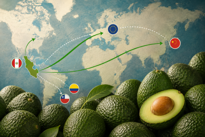 Illustrative map of global avocado shipments from Peru to Europe, China, the United States, Colombia, and Chile.