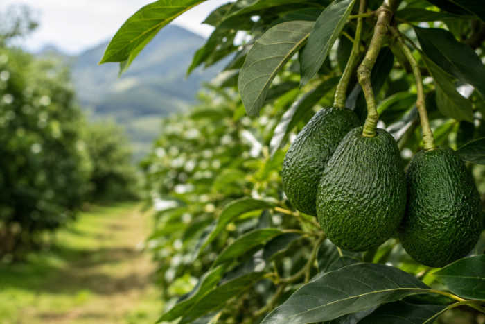 Plantación de aguacate orgánica con frutos madurando en el árbol.
