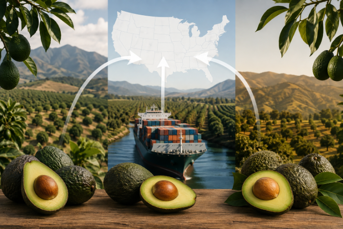 Transición de abastecimiento de aguacate en Estados Unidos con participación de México, Perú y California