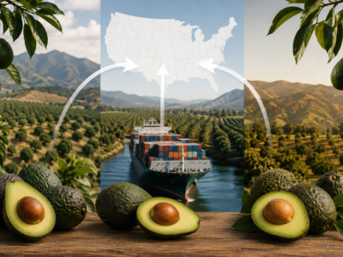 Transición en EEUU: México avanza frente a disminución de volumen desde Perú y California