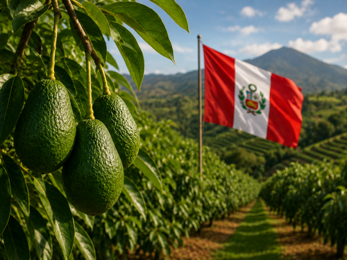 Peru celebrates National Avocado Day and recognizes a globally recognized industry