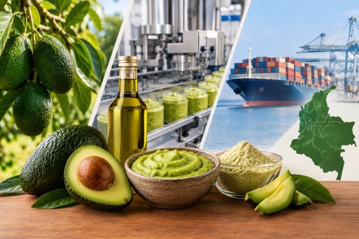 Industrialización del aguacate en Colombia: producción de fruta fresca, aceite y guacamole, planta envasadora y exportación marítima. 