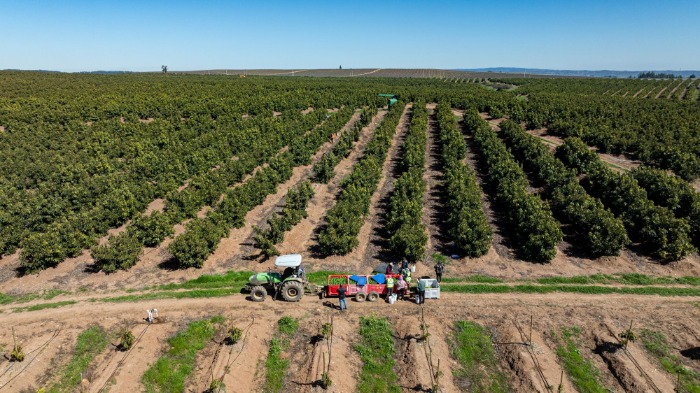 Vista aérea de las hileras de paltos Hass en el campo Ucuquer de Baika con tractor y trabajadores recolectando la cosecha. 
