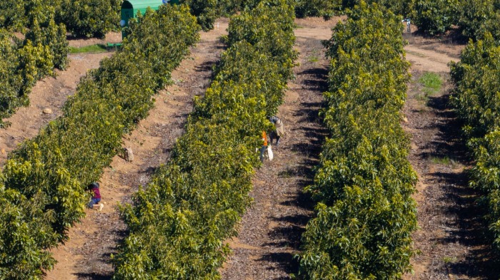 Trabajadores agrícolas realizando recolección manual de palta Hass entre las hileras de huertos en Ucuquer, Litueche. 