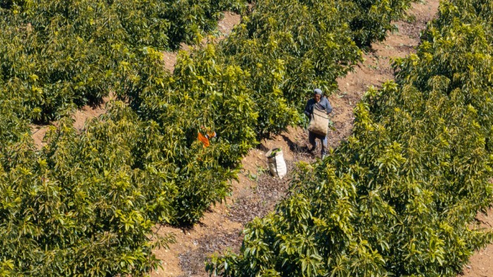 Cosechador con capacho cargado de paltas Hass en huerto de alta densidad del campo Ucuquer durante la temporada chilena. 