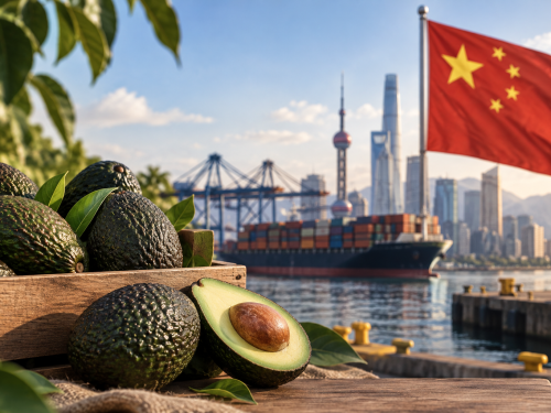 Ecuadorian avocado seeks to reach the Chinese market