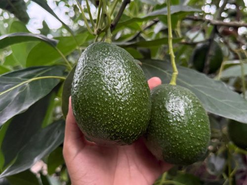 Aguacate de Jalisco mira a Japón y Michoacán domina en Canadá