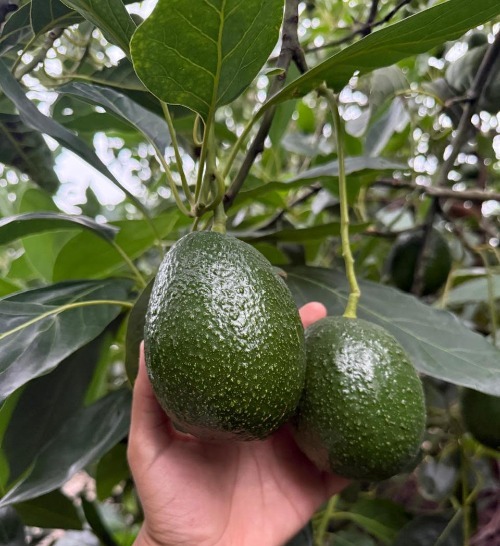 Avocado from Jalisco growing in the orchard.