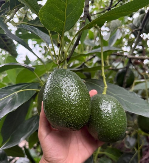 Aguacate de Jalisco creciendo en el huerto.