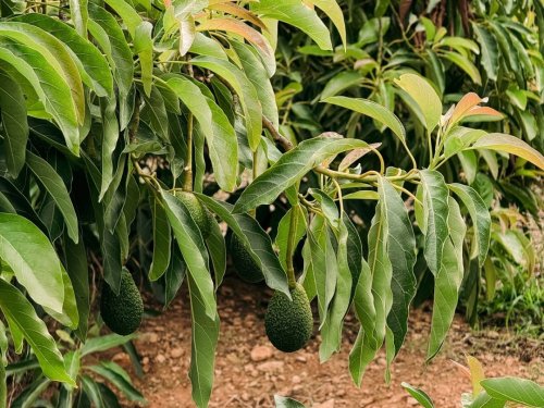 Peru surpasses 83,500 hectares of avocado