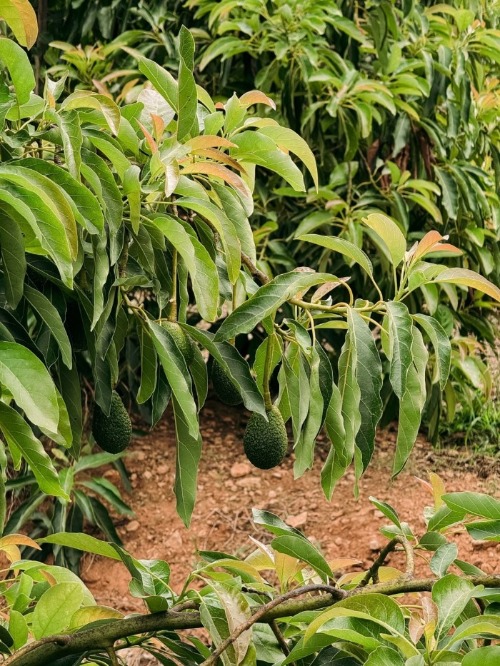 Aguacate Hass creciendo en los árboles de un huerto.