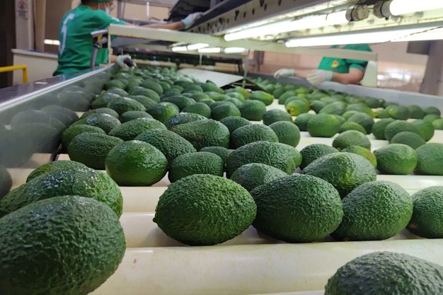 Aguacates Hass en planta de cadena productiva.