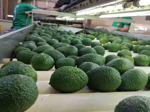 Mandatory CLA for Mexican avocados: risks and benefits