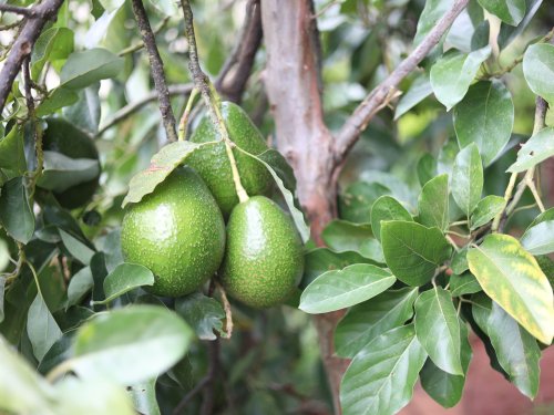 Jalisco doubles its avocado exports to the US in three seasons