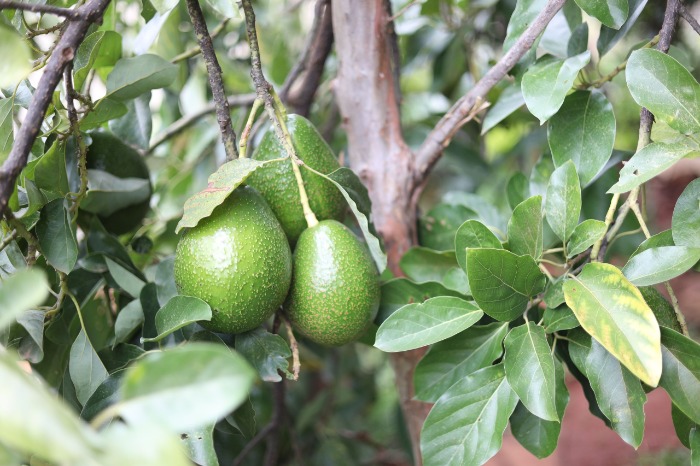 Hass avocados hanging from the trees while ripening in an orchard.