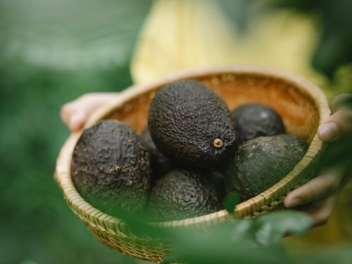 Ruanda acelera su apuesta por el aguacate